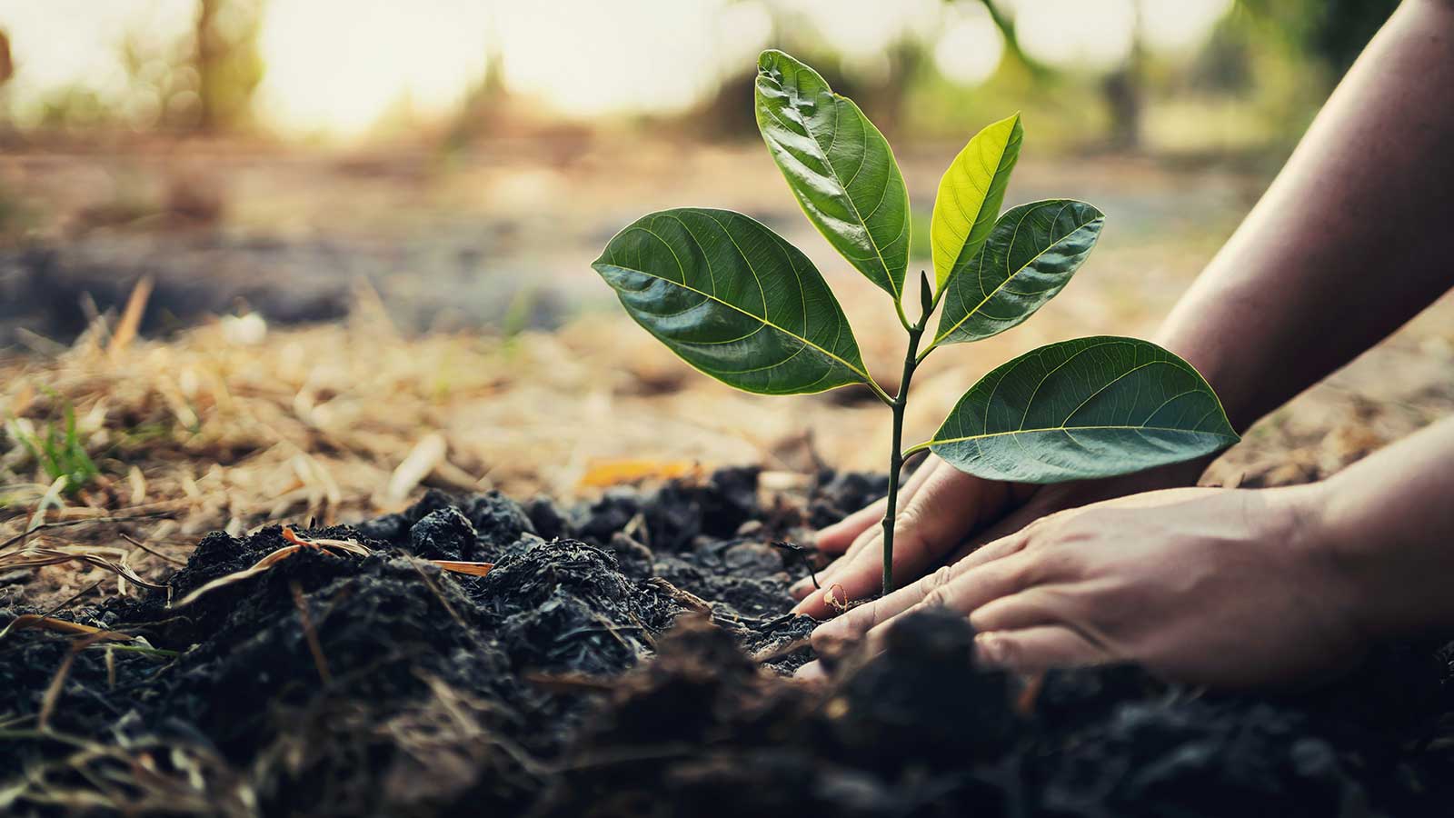 Agriculture and Climate Change